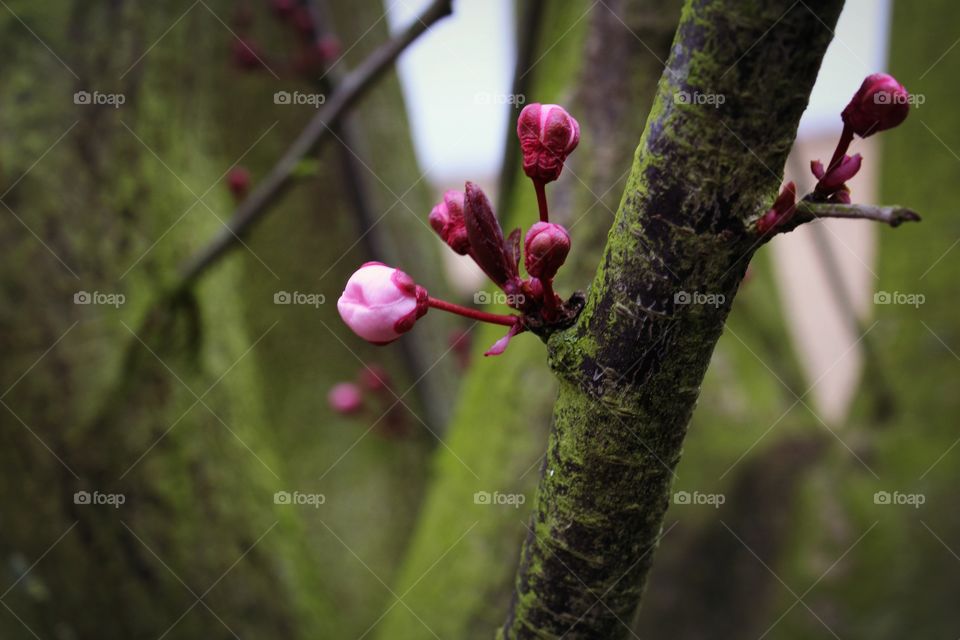 Cherry tree