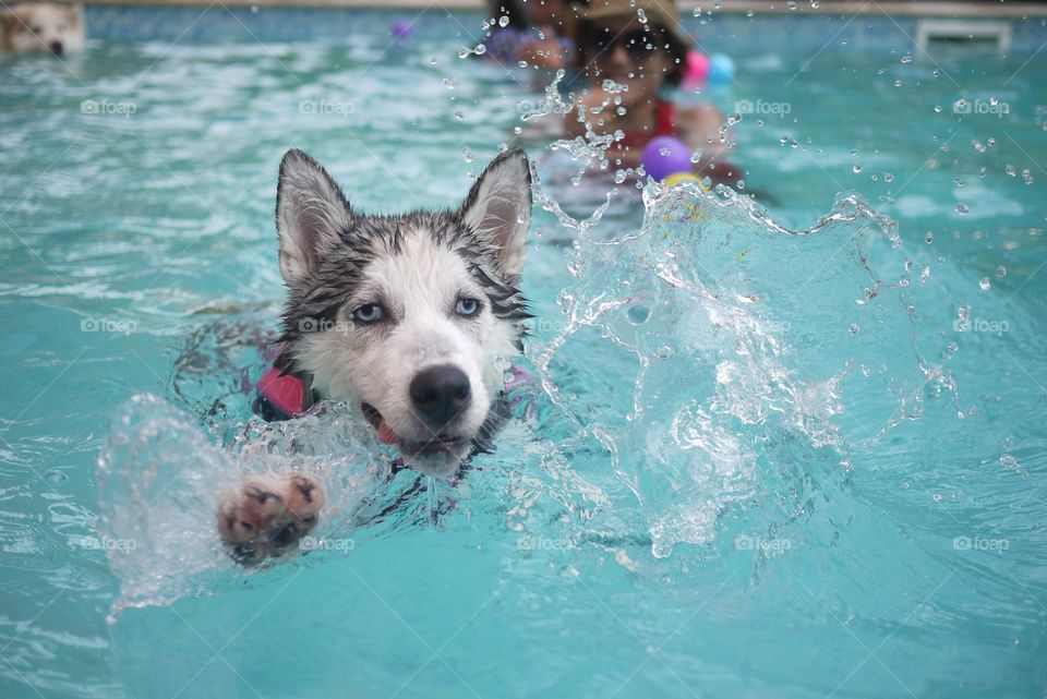 Husky in the pool