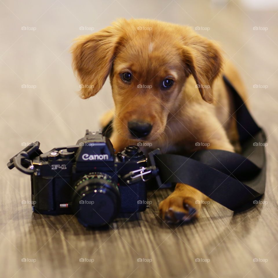 Canon camera puppy