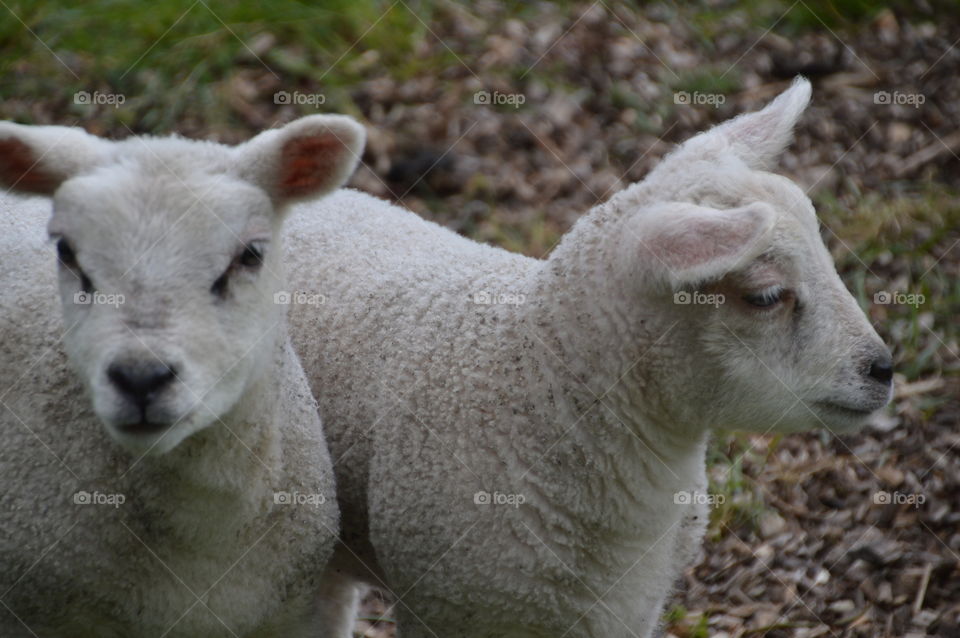 Two White Lambs