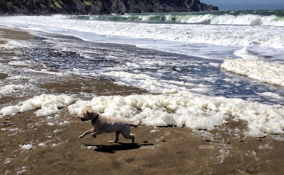 A Frolic in the Sea Foam