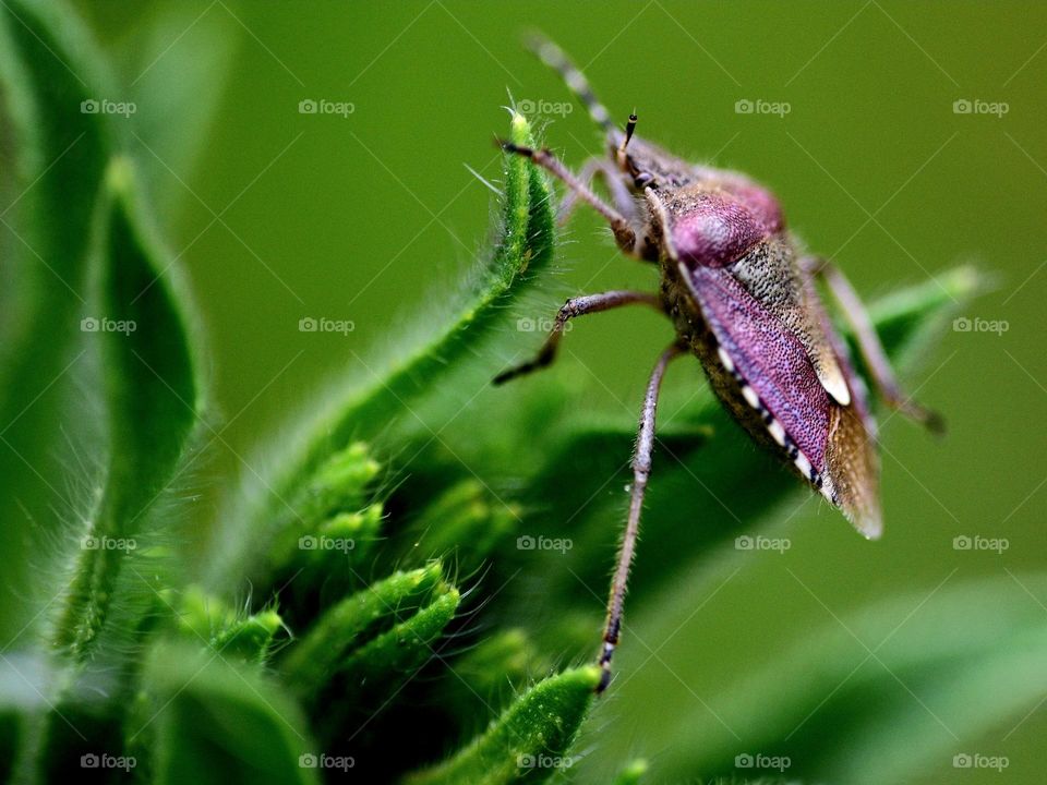 macro of purple bug sitting on plant