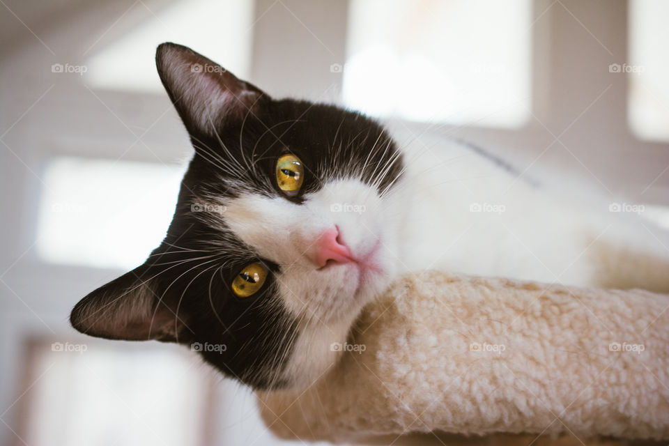 Black and White Cat with Gold Eyes Relaxing