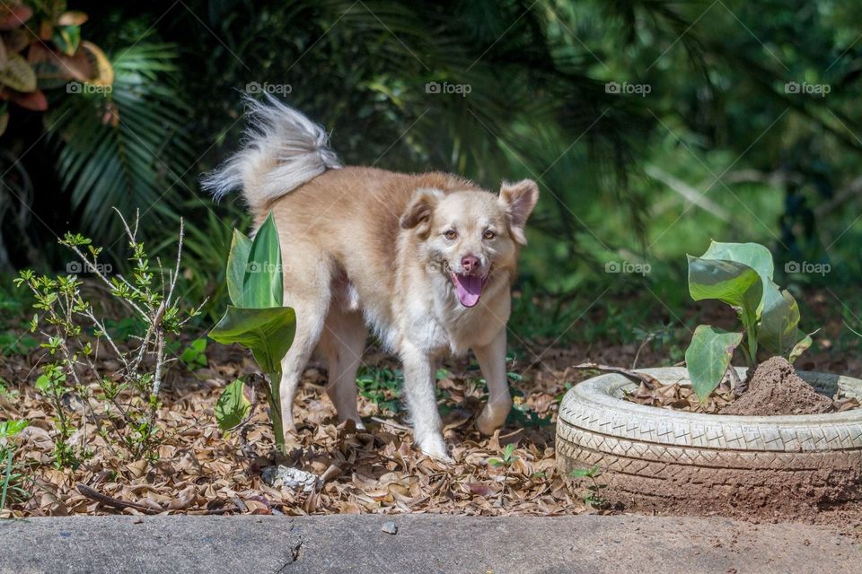 Mi perro se llama Goldo 