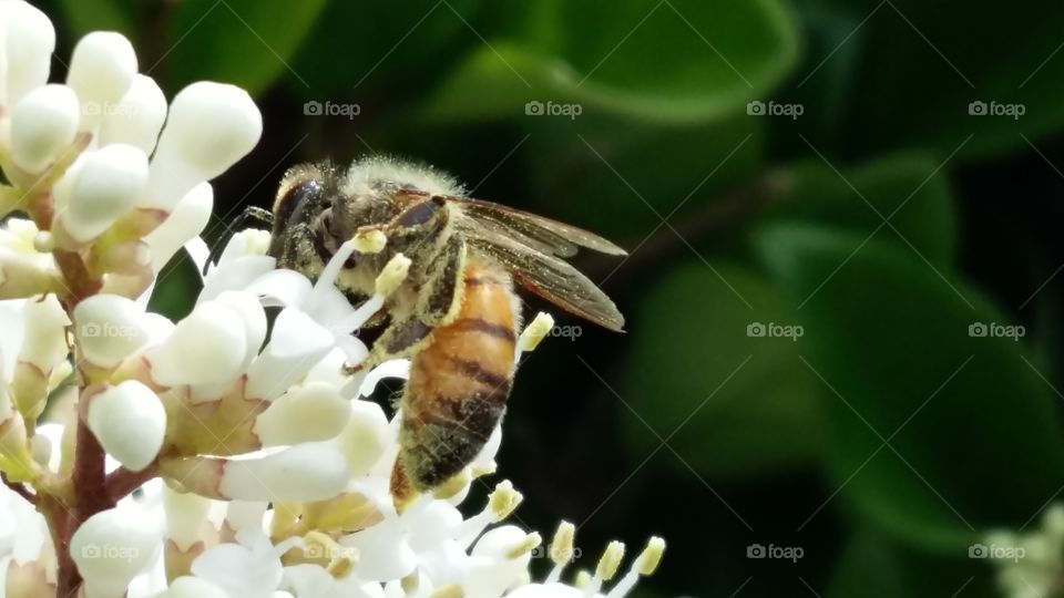 Perfection of nature, the bee.