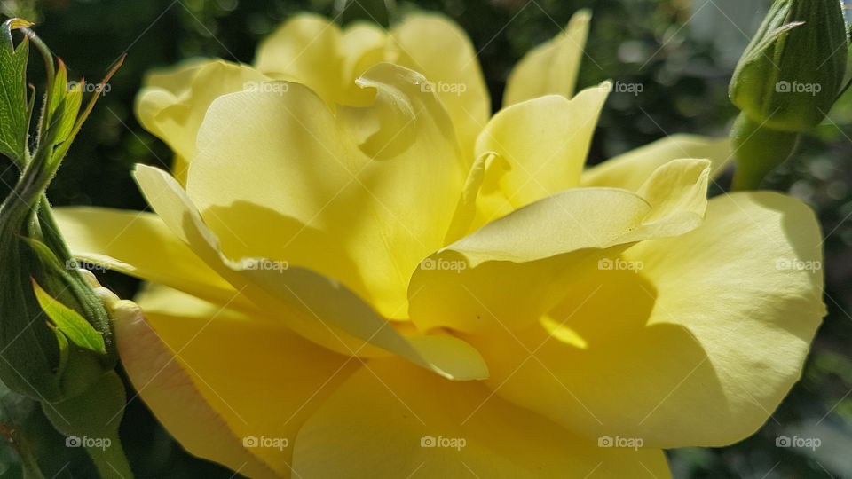 bright yellow rose with buds