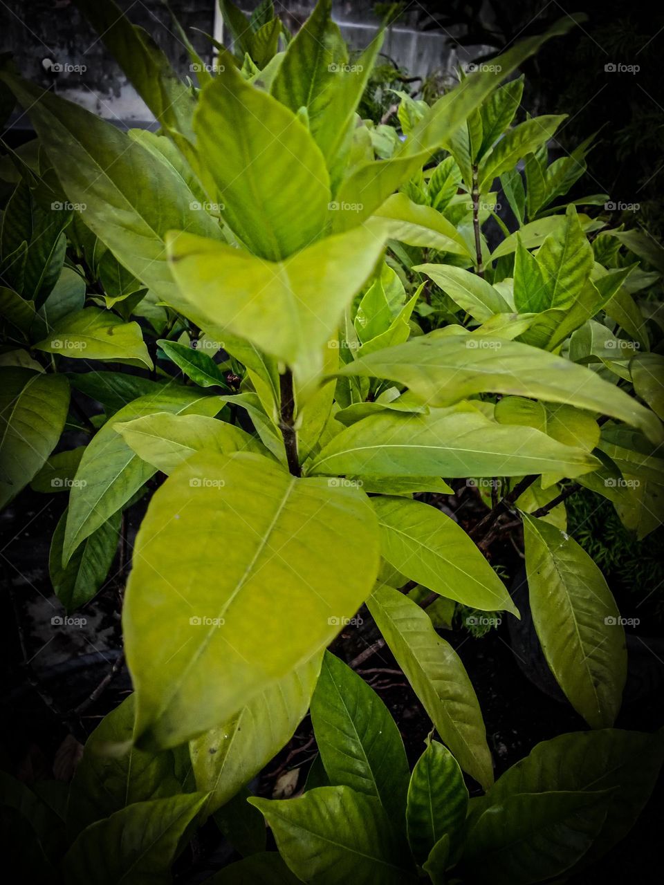 pretty leaves in the flower garden