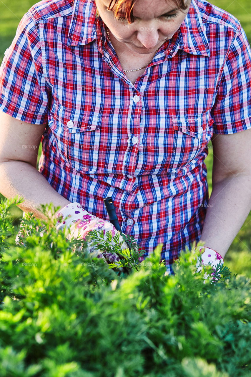 Woman working in a home garden in the backyard, picking the vegetables and put to wooden box. Candid people, real moments, authentic situations