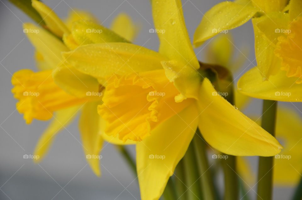 Daffodils - spring flowers.