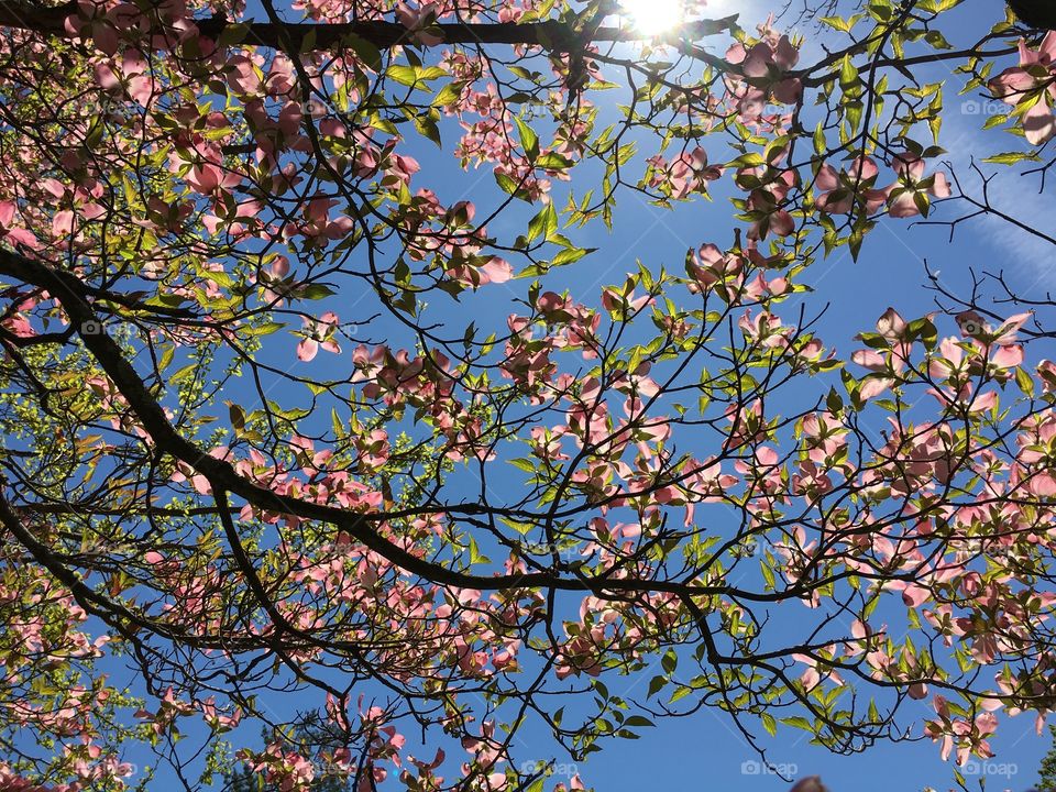 Pink dogwood blossoms in the sun looking like stained glass windows 