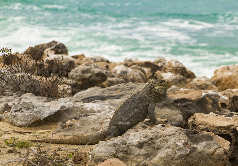 Iguana and the ocean