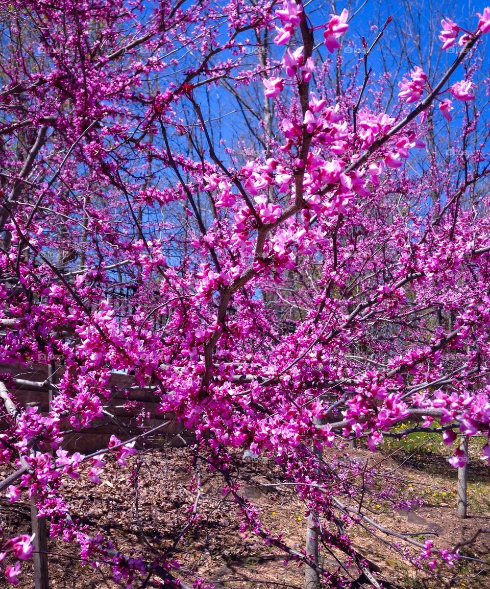 Redbud trees #3