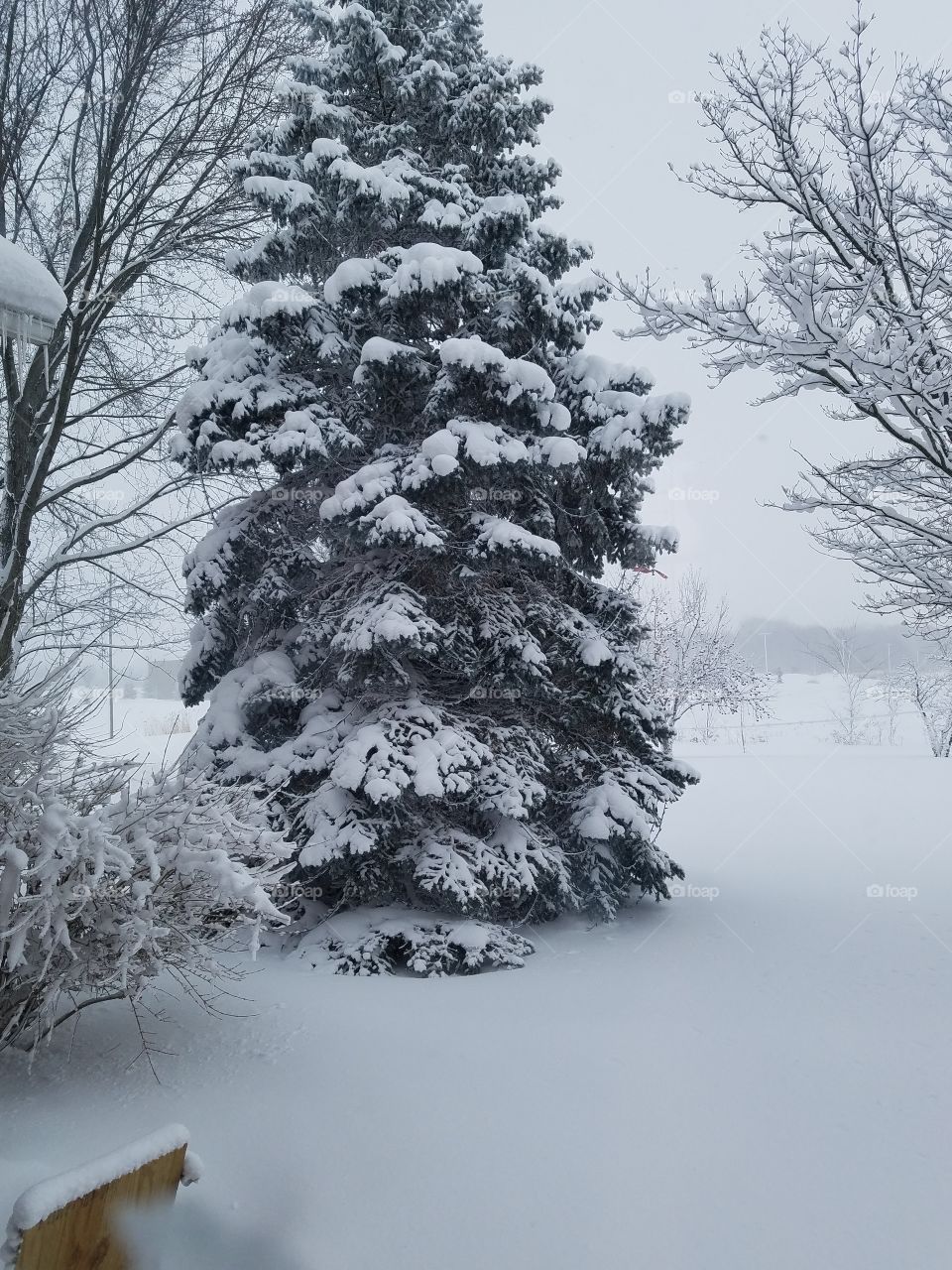 Snowy Spruce
