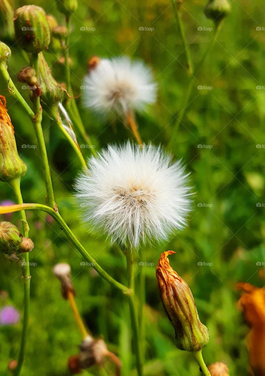 wanna touch this nice plant