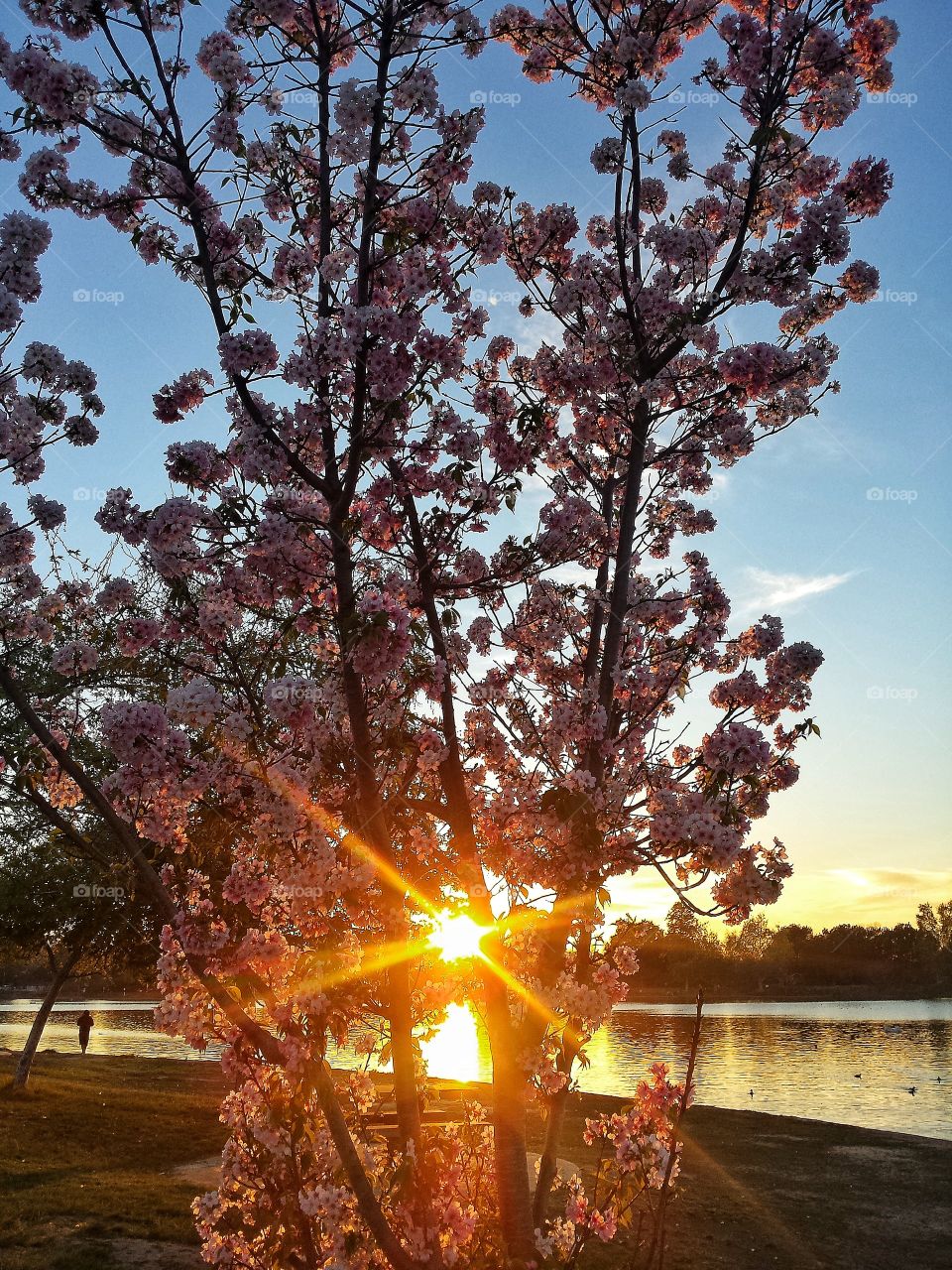 Cherry Blossoms and sunset
