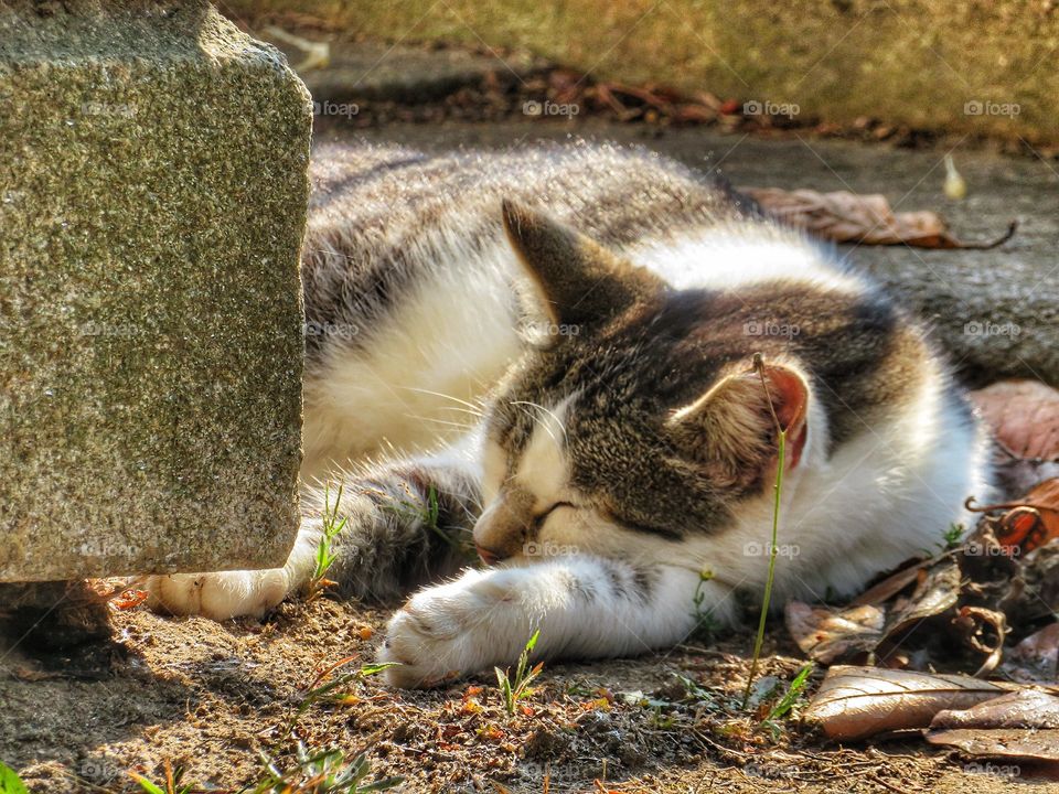 Agramonte cemetary Porto cat