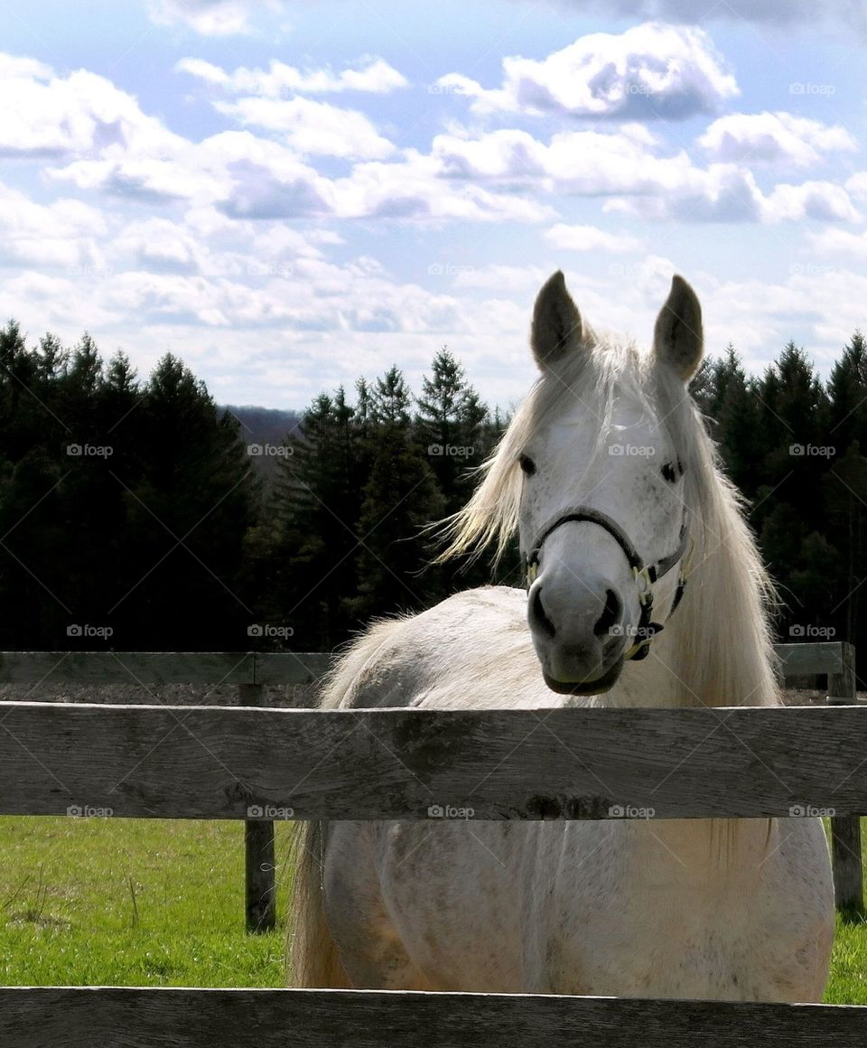 Handsome grey horse