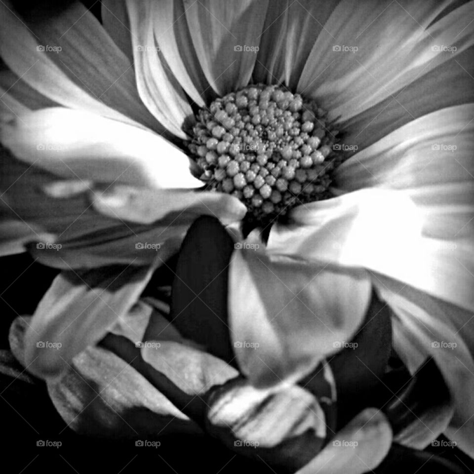 Monochrome, Flower, Art, Black And White, No Person