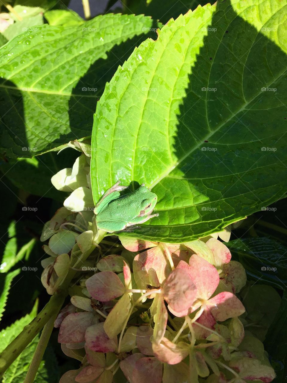 Green tree frog perched on a hydrangea leaf