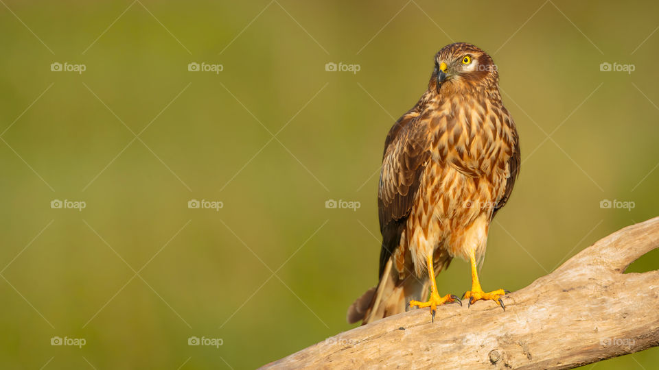 Red Tailed Hawk Perched