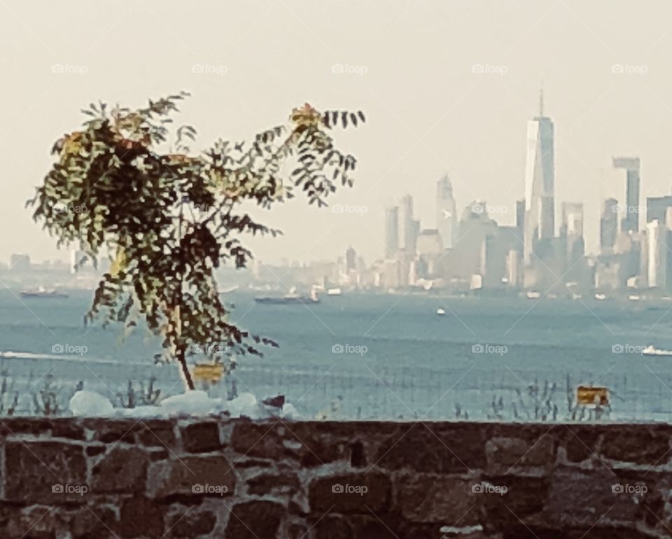 NYC with a lonesome tree