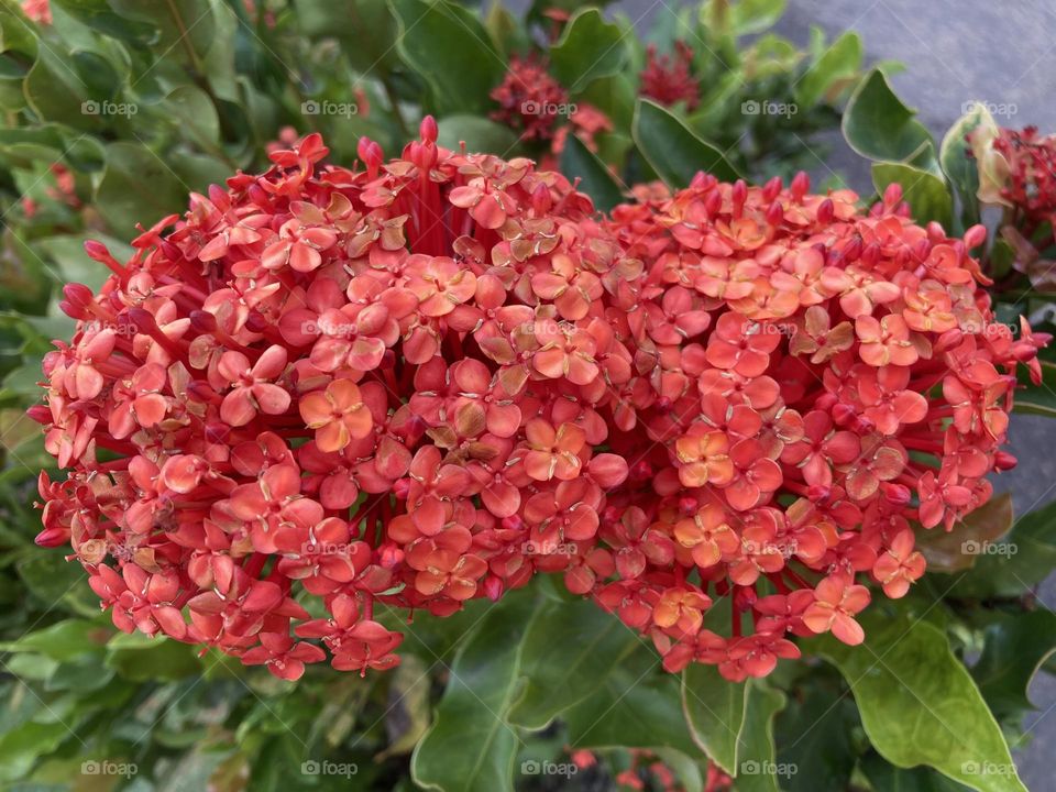 🌹 🇺🇸 Very beautiful flowers to brighten our day.  Live nature and its beauty. Did you like the delicate petals? / 🇧🇷 Flores muito bonitas para alegrar nosso dia. Viva a natureza e sua beleza. Gostaram das pétalas delicadas? 