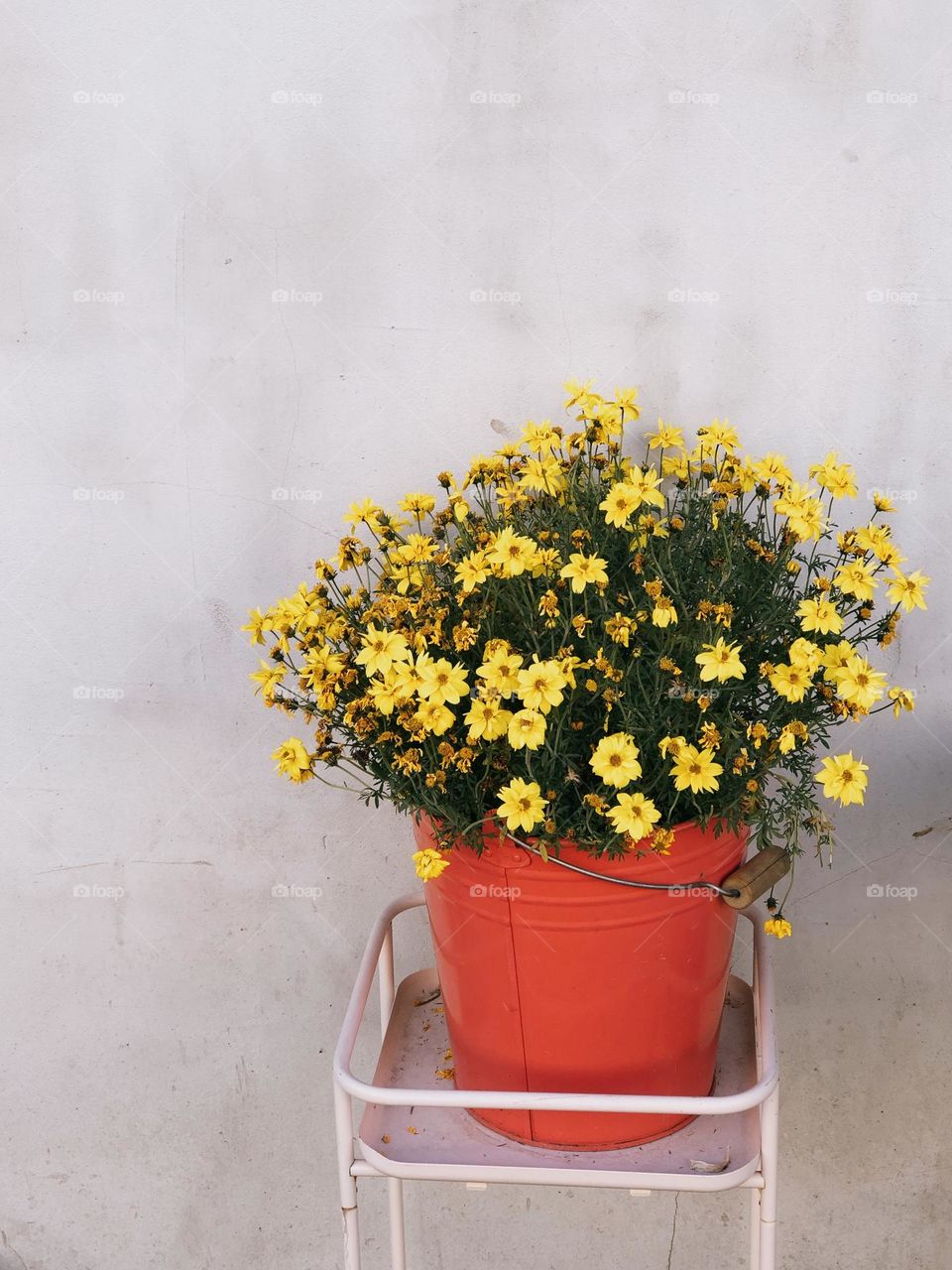 Bouquet of small yellow flowers in a red vase, no people 