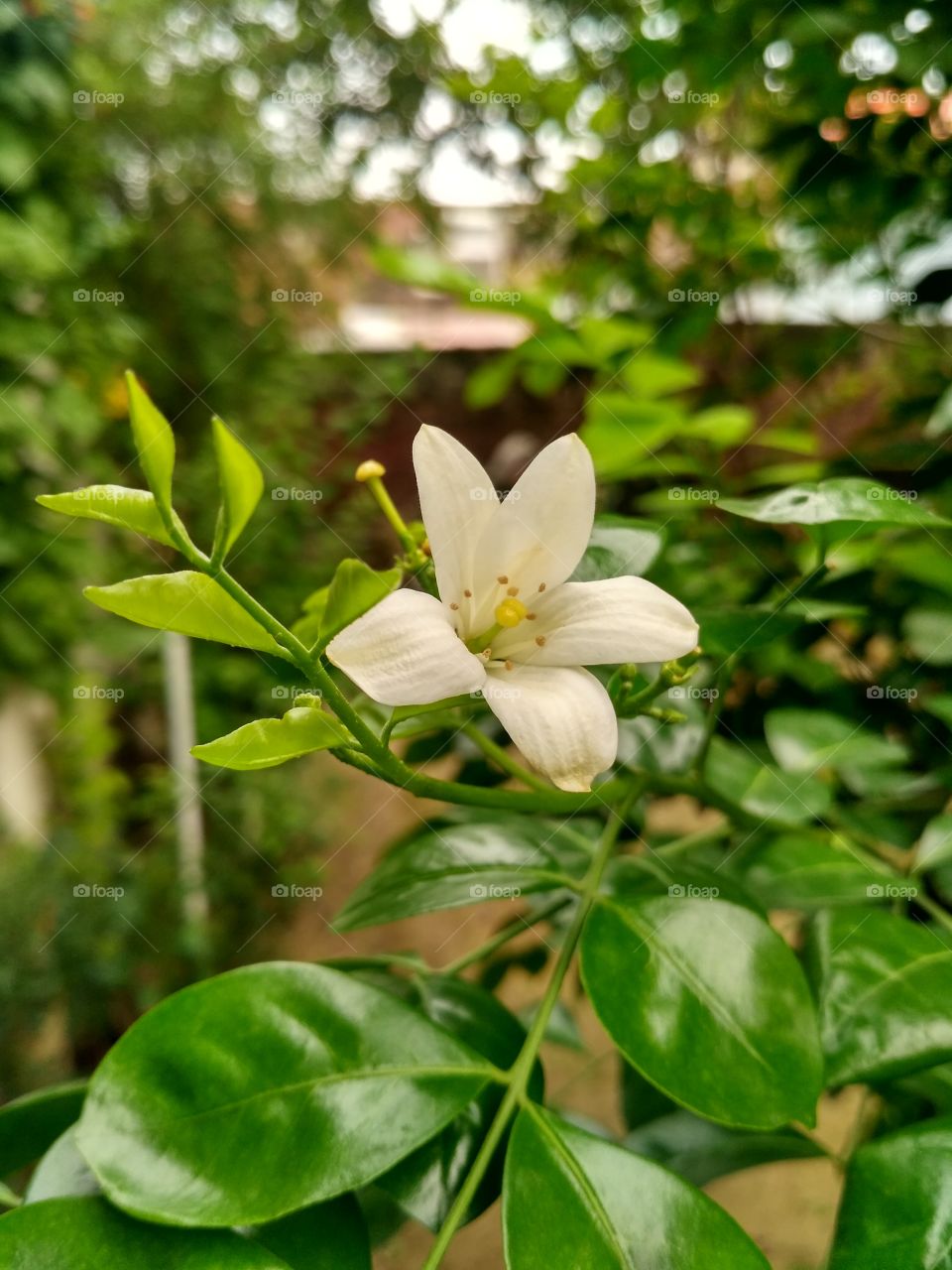 White beauty