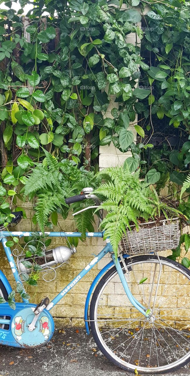 beautiful single blue bicycle along with plants