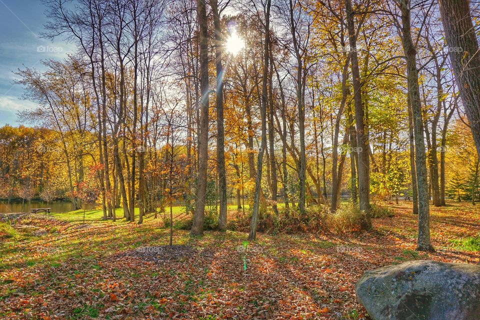 Sun's reflection through trees