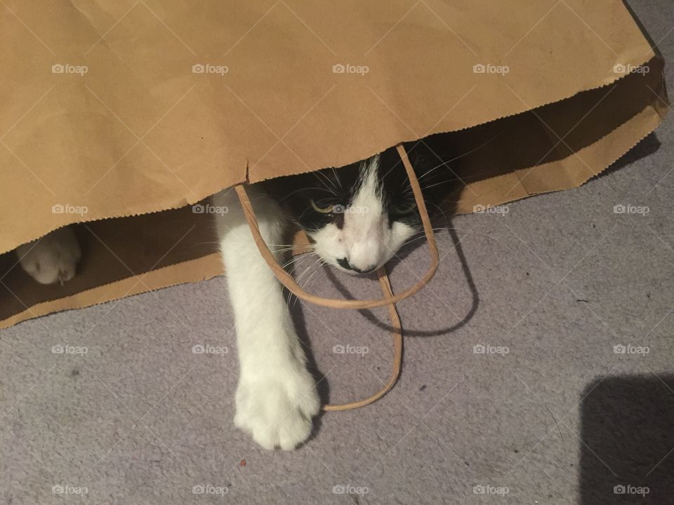 Cat in a bag!