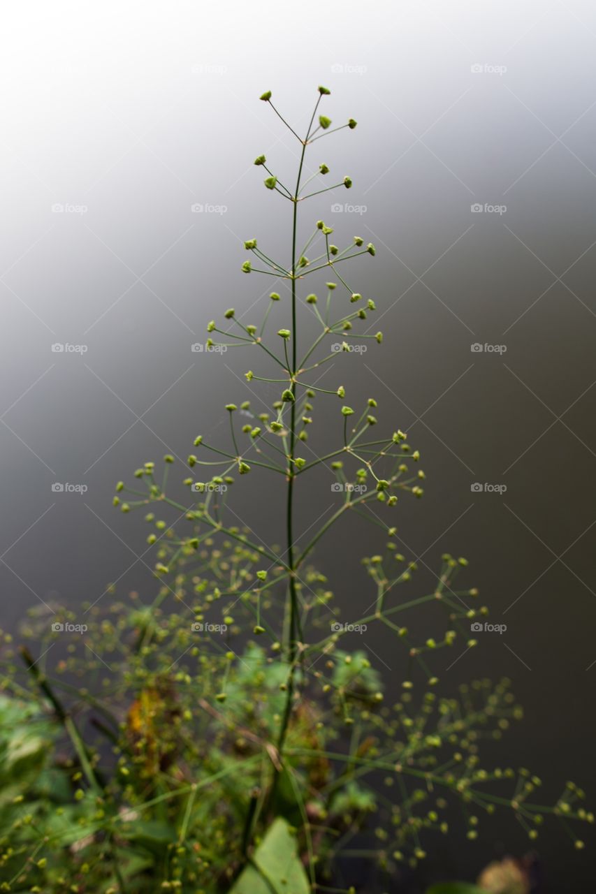 No Person, Leaf, Nature, Flower, Tree