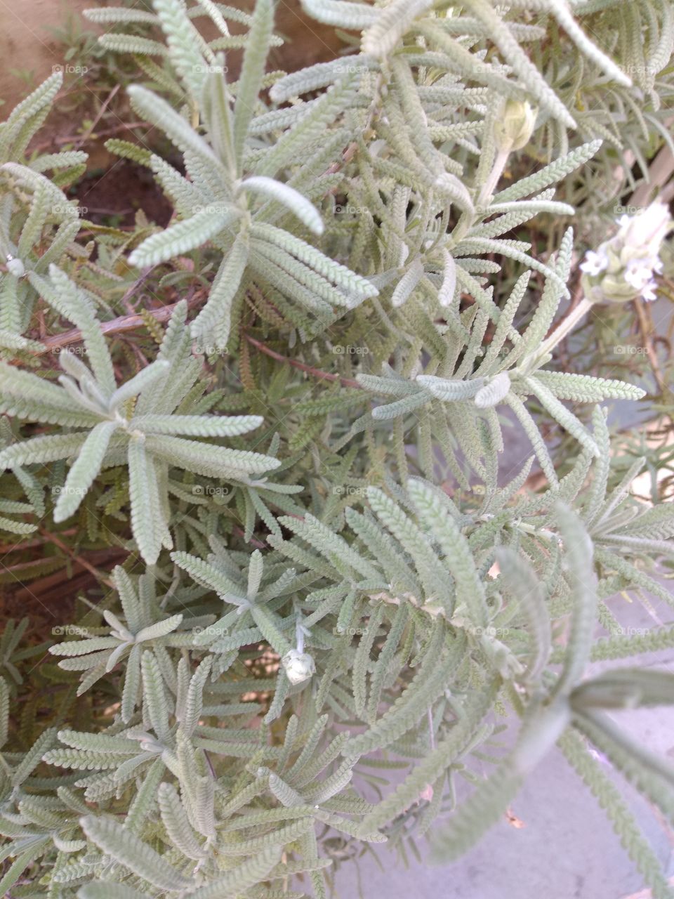 welcome foap: lavender