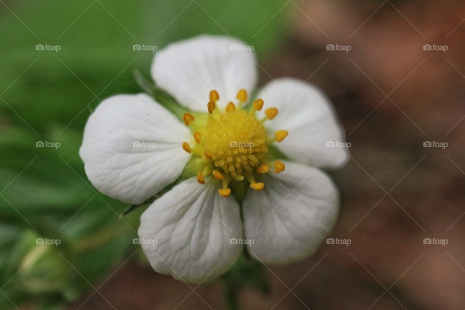 Wild strawberry flower