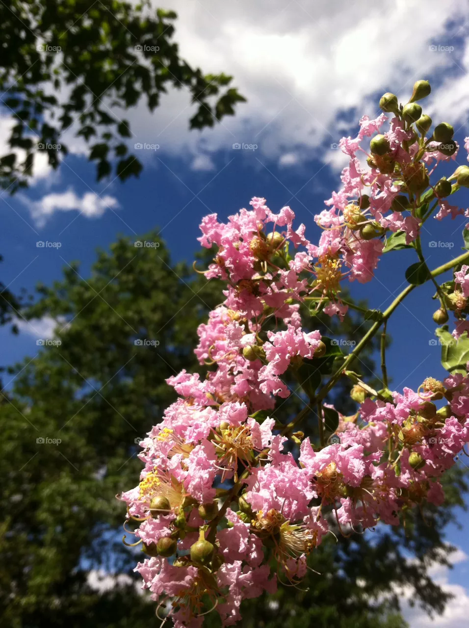 Flower, Tree, Nature, Garden, Blooming
