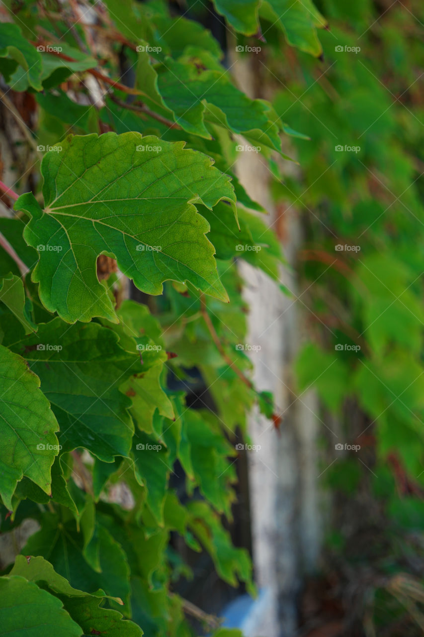 green leaves