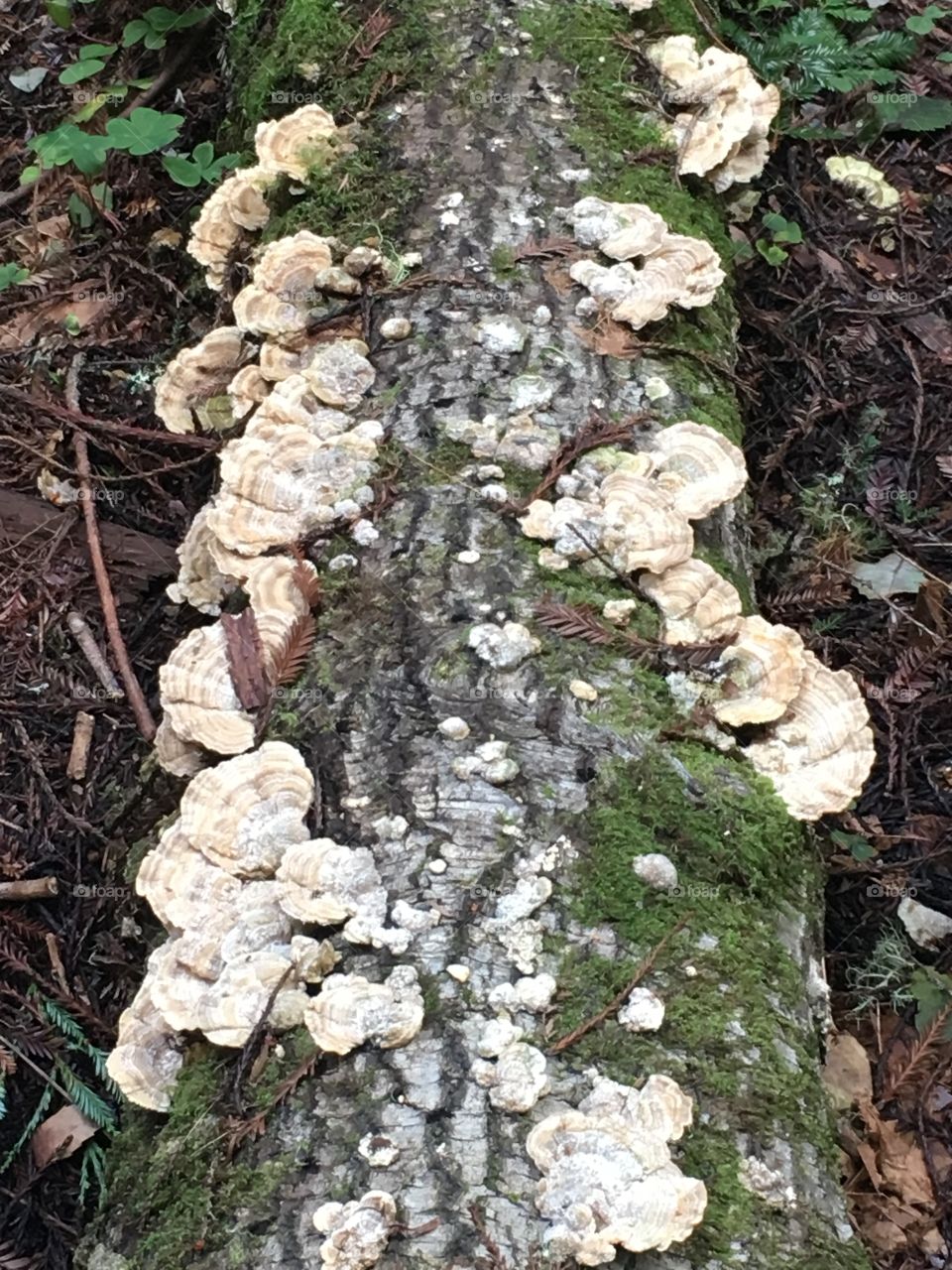 Oyster mushrooms