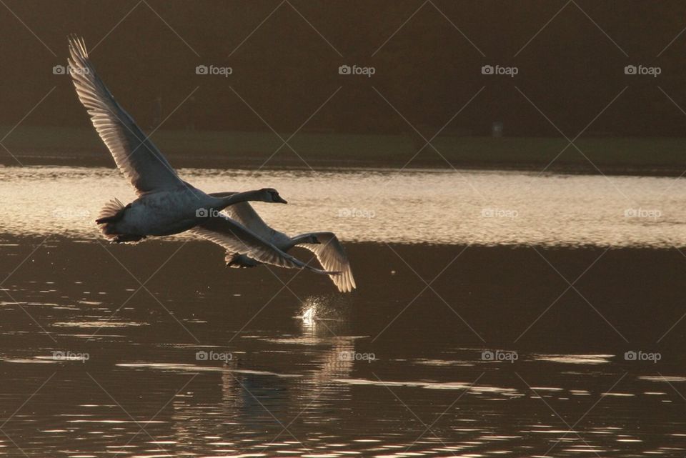 Swan doing their round across the lake