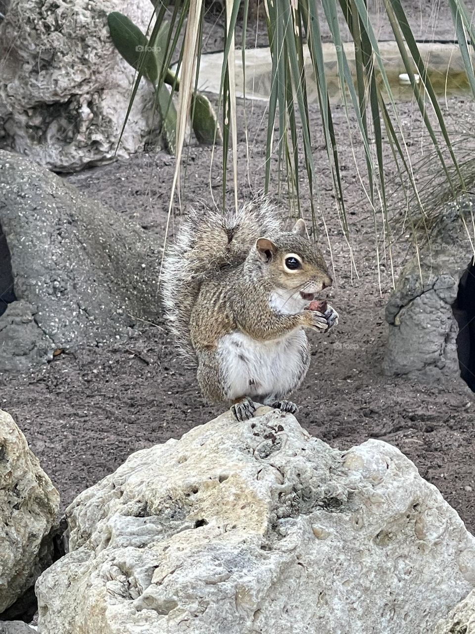 A squirrel with his nuts 
