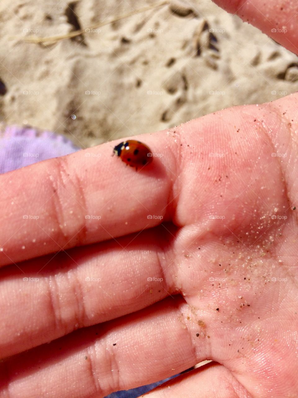 Beach, bug, insekt, hav , sand, röd, nyckelpiga