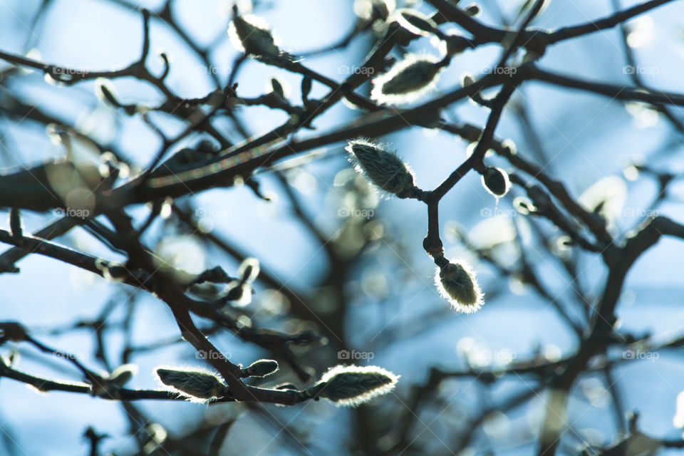 Tulip tree buds in spring