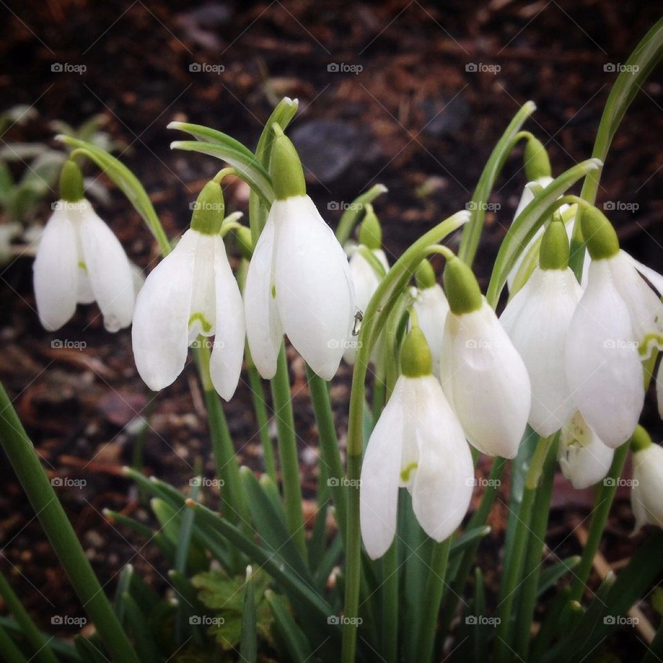 Snowdrops