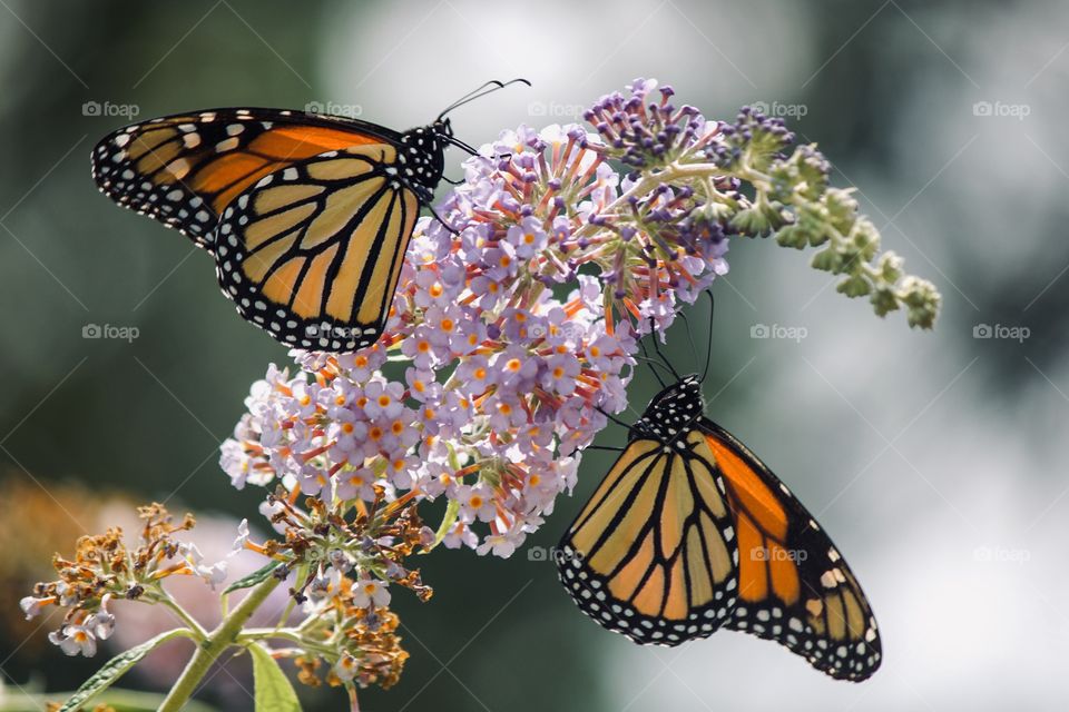 Double the monarch butterflies 