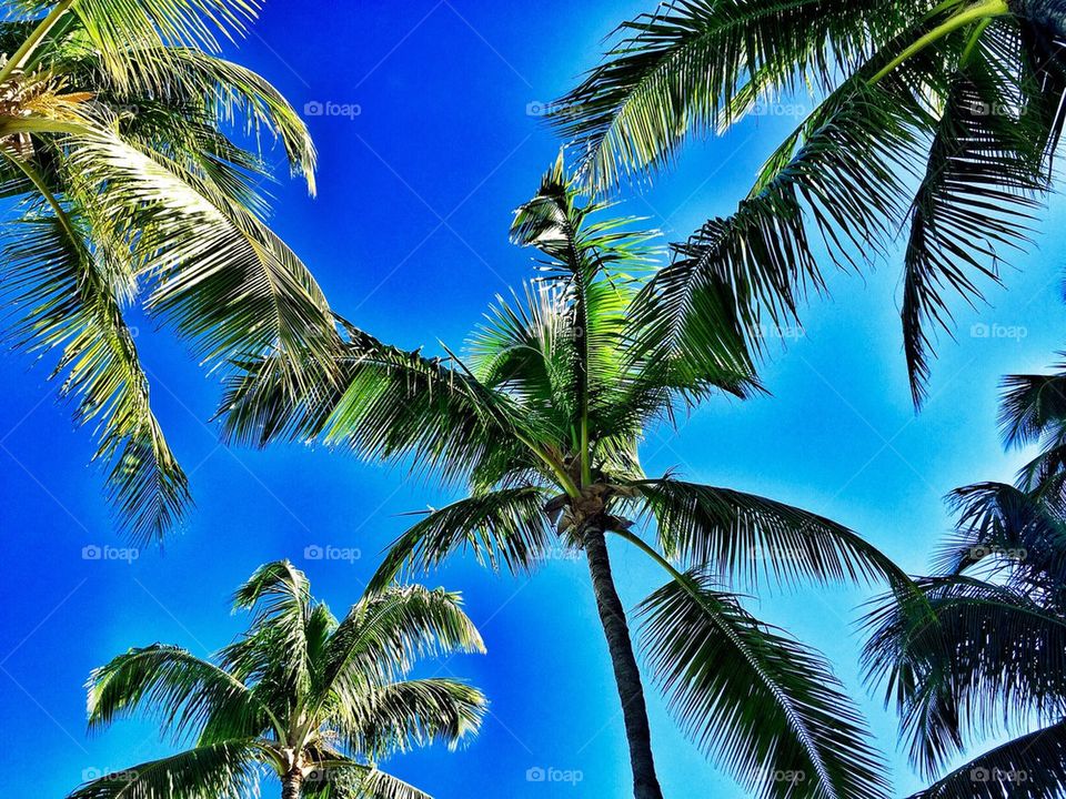 Palm Tree Paradise