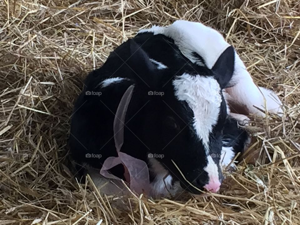 Heifer calf
NY State Fair 