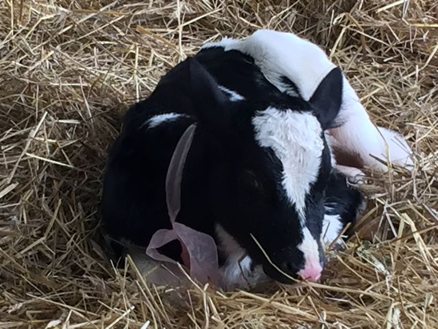 Heifer calf
NY State Fair 