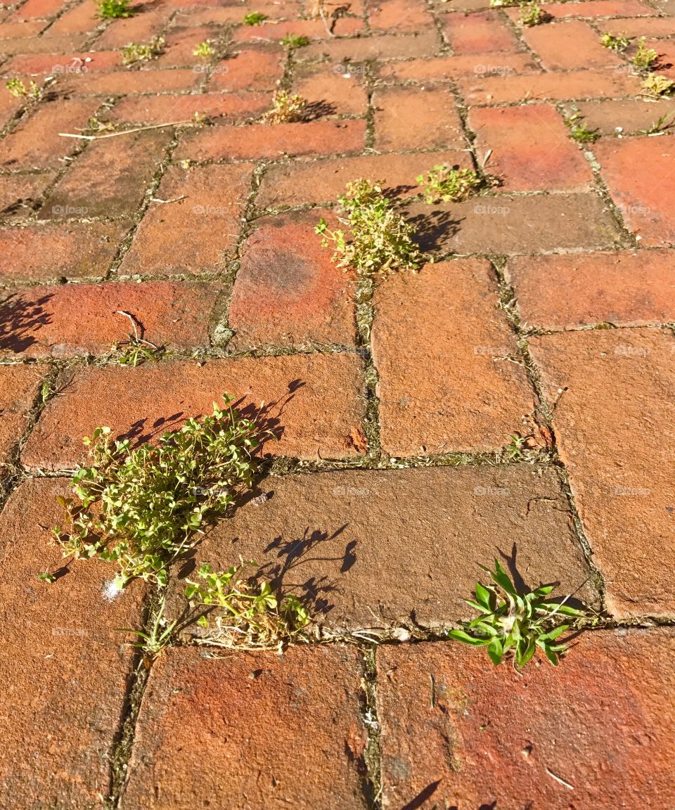 Brick Walkway