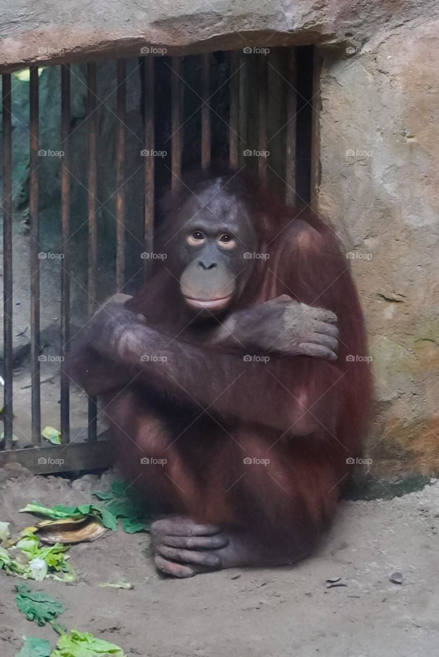 sadness orang utan