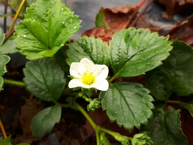strawberry blossom