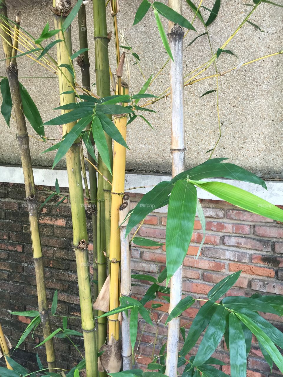 Bamboo tree at fence